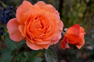 Эссель де ла Мари роза флорибунда,