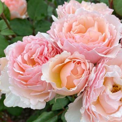 Айриш мист роза (шраб кустовая), нежно розовато-лососевой окраски.