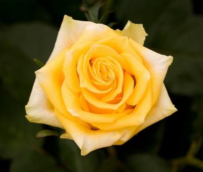 Таро роза чайно-гибридная
