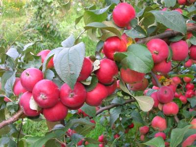 Алтайская красавица яблоня 1 сорт ( в тубе Алтай)