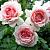 Баллада роза флорибунда, цветки светло-розовые 1шт.