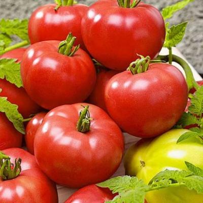 Василина томат весовые