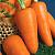 Шантане 2461 морковь весовые
