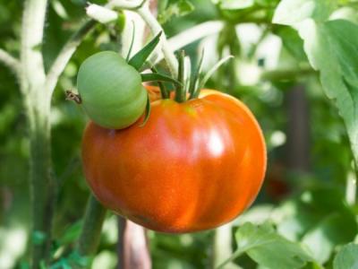 Алтайский шедевр томат весовые