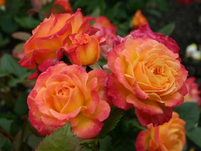 Персиковый ликер роза оранжевая спрей 1шт