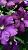 Этуаль Виолет клематис (в тубе) фиолетовый