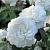 Суфле роза, белая цветущий партерный сорт с ослепительно белыми крупными цветками.