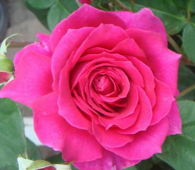Адель роза, бутоны собраны из атласных лепестков цвета фуксии