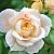 Лионс роза флорибунда, легкий абрикосово-розовый оттенок в центре, затем выгорают до почти белых. 