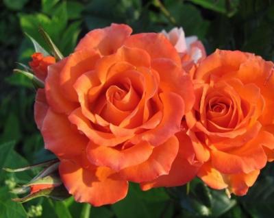 Игнис роза спрей, небольшие бутоны огненно-оранжевого цвета