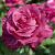 Каприз де Майян роза чайно-гибридная, насыщенный вишневый цвет.