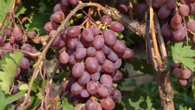 Виктория виноград, раннеспелый, цвет ягод красно-малиновый