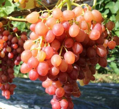 Тасон виноград, очень ранний, цвет ягод белый, зеленовато-желтый с румянцем