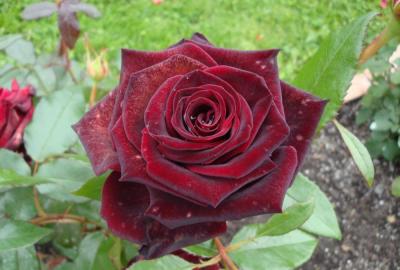 Черная магия чайно-гибридная роза