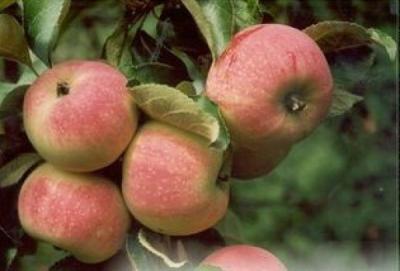 Зимний шафран яблоня 1 сорт (в тубе Алтай)