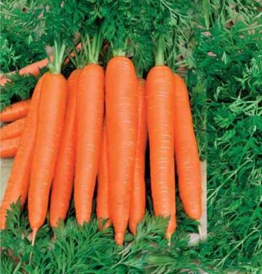 Осенний Король морковь вес.