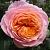 Вувузелла роза чайно-гибридная 1шт. розово-оранжевые густо-махровые цветки.