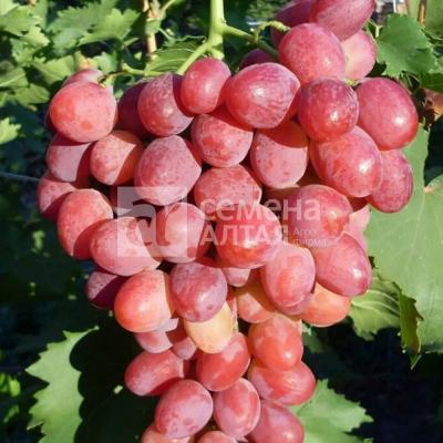 София виноград 1ш, раннеспелый розовый
