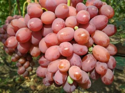Подарок Ирине виноград средне-ранний,ярко-розовый (в тубе)