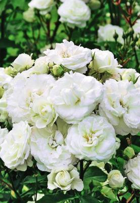 Скай хилл (Флорибунда (кустовая) цветы белые: при размещении в тени зеленоватые
