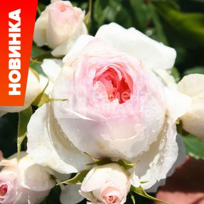 Пина Бауш роза шраб (кустовая) перламутрово-белого цвета с розовым оттенком 1шт