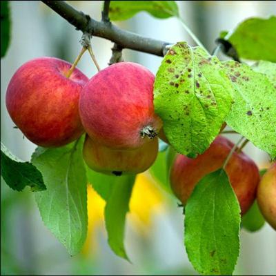 Алтайское румяное яблоня (1сорт)