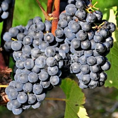 Кишмиш чёрный виноград, цвет ягод: иссиня-черный