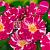Парпл мейпл (Флорибунда (кустовая),  цветы от темно-пурпурных лепестков со снежно-белым центром 