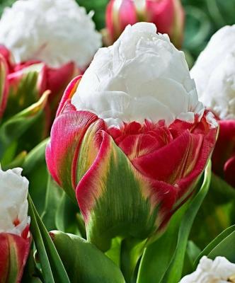 Айс Крим тюльпан (11/+) 3шт, 30-40см (бело-розов.)