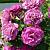 Вайолет парфюм роза чайно-гибридная, цвет ярко-малиновые, выгорают до фиолетово-розовых и лилово 1шт