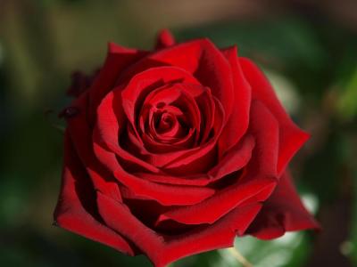 Королевский бархат роза темно-красной окраски 1шт ГРАНДИФЛОРА