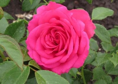 Крейзи Моника роза розово-пурпурная 1шт ГРАНДИФЛОРА