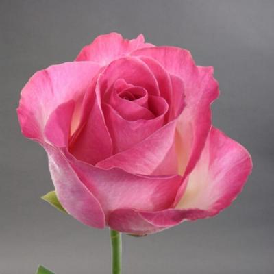 Кенди Аваланж роза чайно-гибридная 1шт.