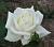 Полярная звезда роза чайно-гибридная
