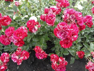 Арио Фолес розовый с белыми полосками спрей-роза.