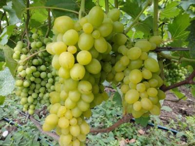 Первозданный виноград очень ранний янтарно-белый (в тубе)