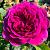 Терра Ностра роза флорибунда (кустовая). Лепестки насыщенно-фиолетового цвета. 