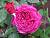 Хайди Клум флорибунда роза фиолетового тона 1шт