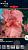 Пинк Хоризон ирис розовый 2шт (95см)