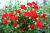 Персифона роза рубиново-красные, бархатистые цветки спрей 1шт