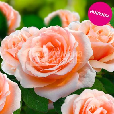 Пинк Рейн роза патио. бутоны собраны из мелких лепестков розовой окраски