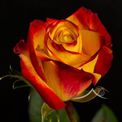 Тутти Фрутти роза флорибунда