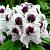 Кальсап рододендрон цветки белые с фиолетовым пятном (в тубе)