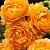 Квебек (Клаймбер (плетистая), цветы насыщенной желтой окраски