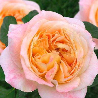 Диона роза флорибунда ПРЕМИУМ, бутоны из нежно-персиковых лепестков с розовым оттенком