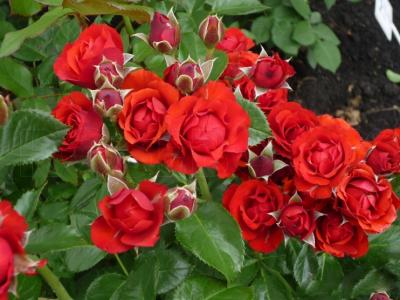 Бэби Бакара роза шраб