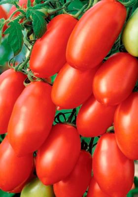 Чудо лентяя томат весовые
