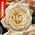 Монпелье роза флорибунда (кустовая) медно-желтого цвета с румяными крайними лепестками1шт