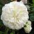 Вайт Рэббит роза шраб,лепестки имеют легкий желтый или лаймовый оттенок.