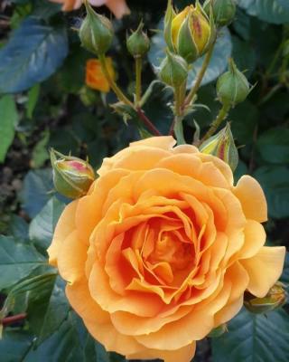 Прометей роза (Клаймер плетистая) канадская. Бутоны  персиково-розовые.